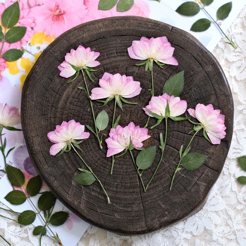 12pcs, Bunga Kering Asli untuk - Resin Craft Ideas ulasan dan harga