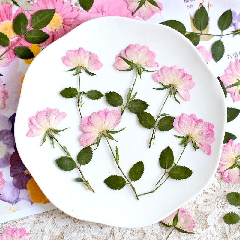 12pcs, Bunga Kering Asli untuk - Resin Craft Ideas ulasan dan harga